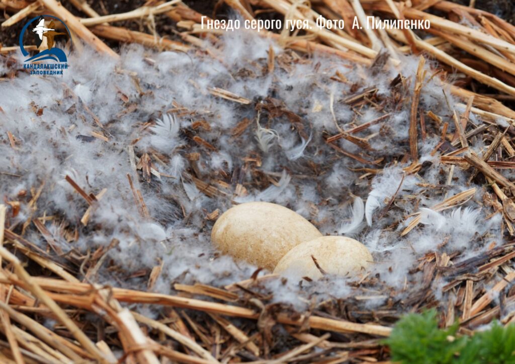 Сотрудники Кандалакшского заповедника рассказали об особенностях окраски птичьих яиц