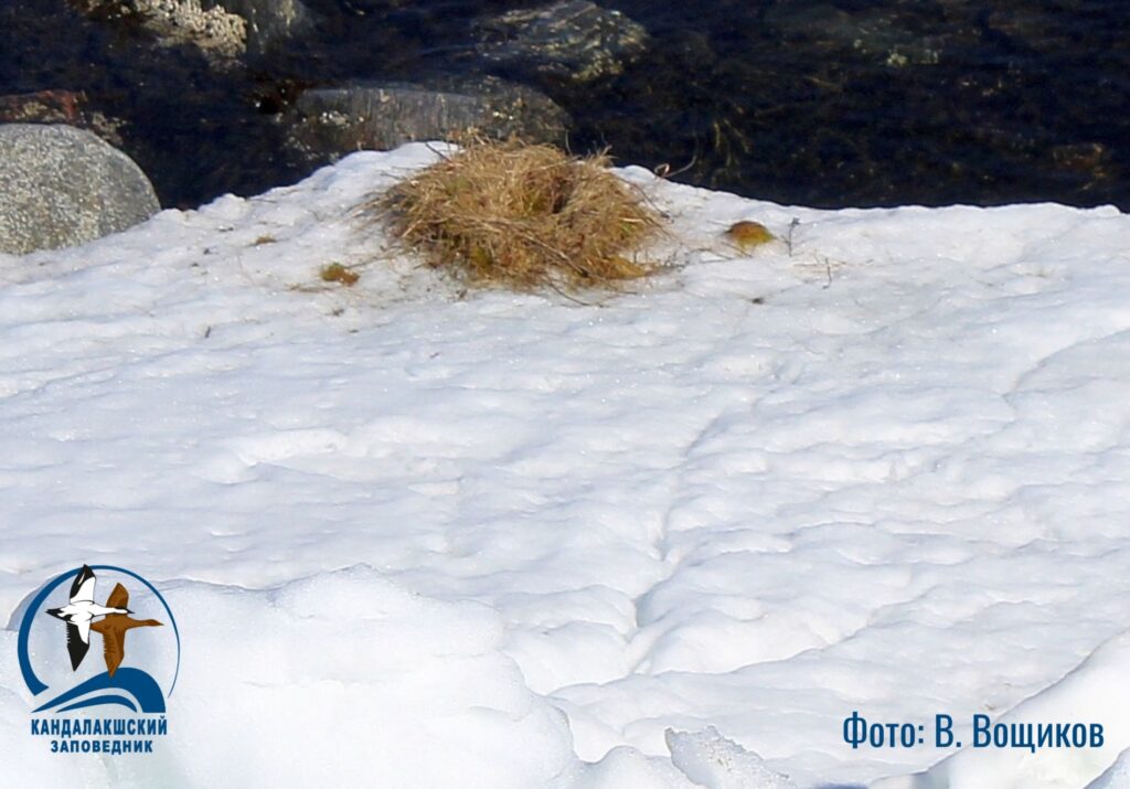 Сотрудники Кандалакшского заповедника рассказали о проблемах чаек