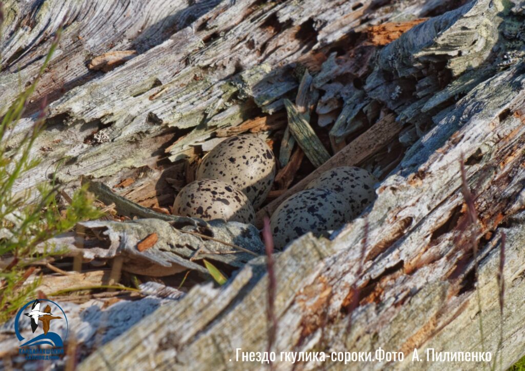 Сотрудники Кандалакшского заповедника рассказали об особенностях окраски птичьих яиц