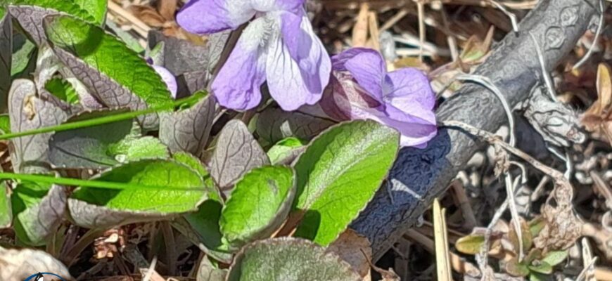 Цветение фиалки в Кандалакшском заповеднике