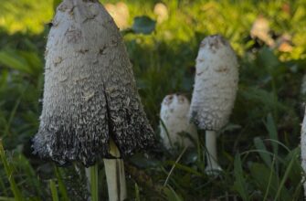 Грибы растут на лужайке