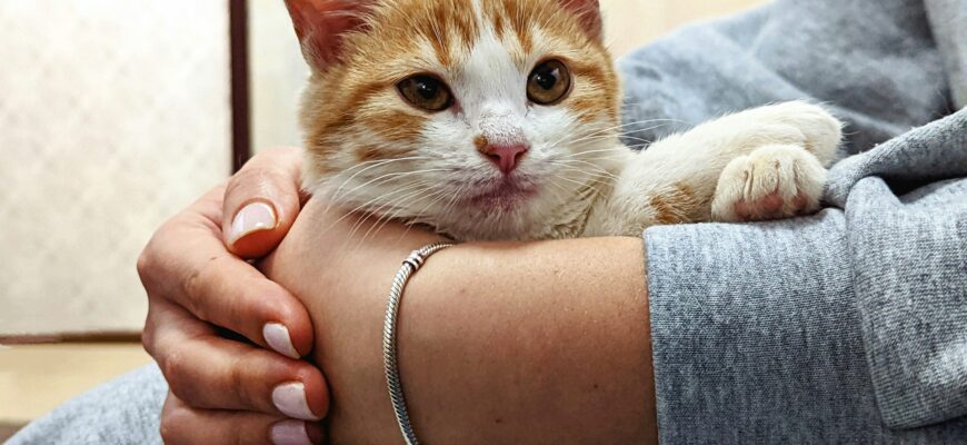 Котенок на руках