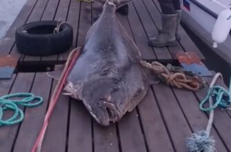 Выловленный под Мурманском палтус-гигант
