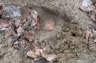 След медведя возле Варзуги