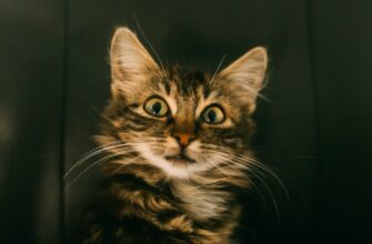 Удивленный кот